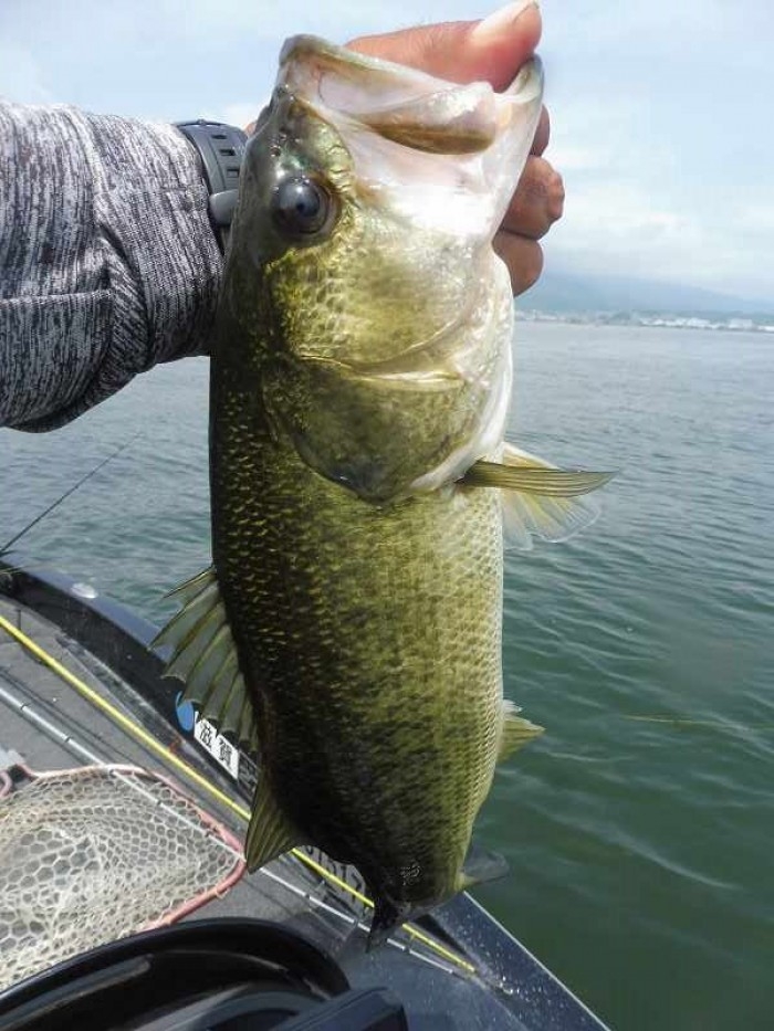 truth  ブログ写真 2017/08/11