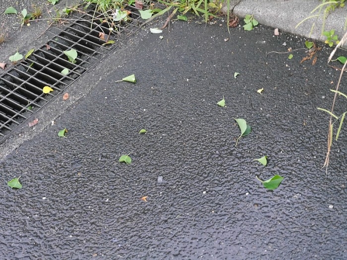 truth  ブログ写真 2017/08/08