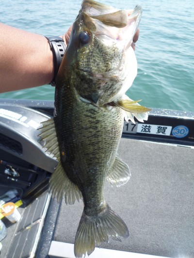 truth smiley_fishing_report ブログ写真 2015/05/01