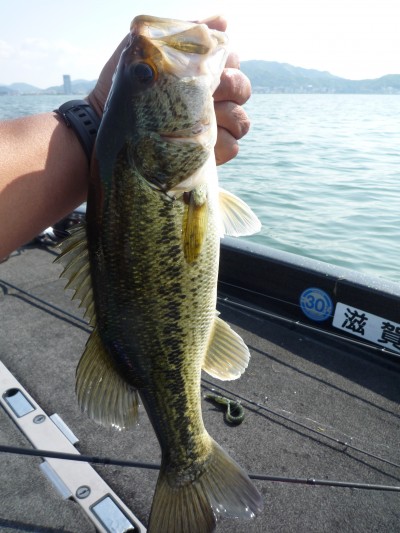 truth smiley_fishing_report ブログ写真 2015/05/01