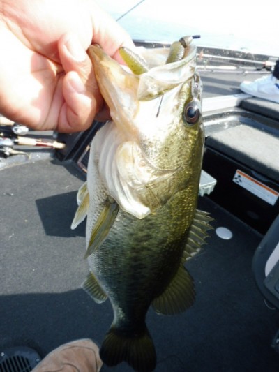 truth smiley_fishing_report ブログ写真 2015/05/17