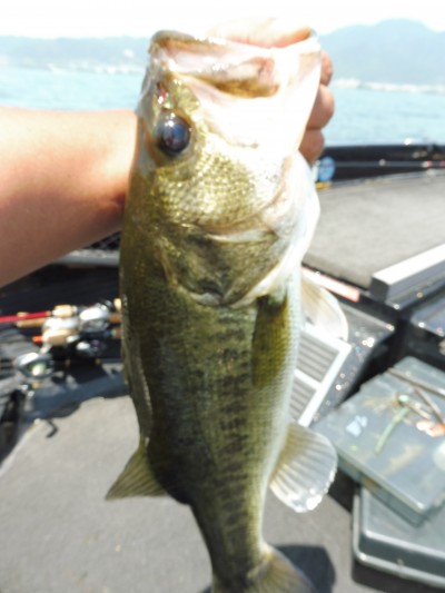 truth smiley_fishing_report ブログ写真 2015/05/17