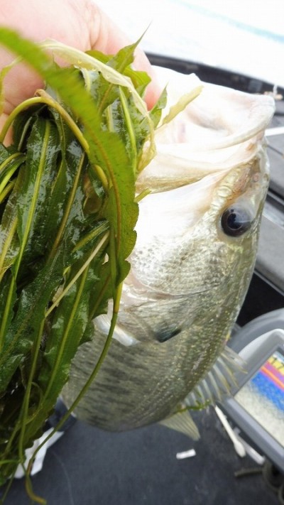 truth smiley_fishing_report ブログ写真 2015/05/19