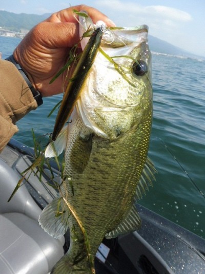 truth smiley_fishing_report ブログ写真 2015/06/01