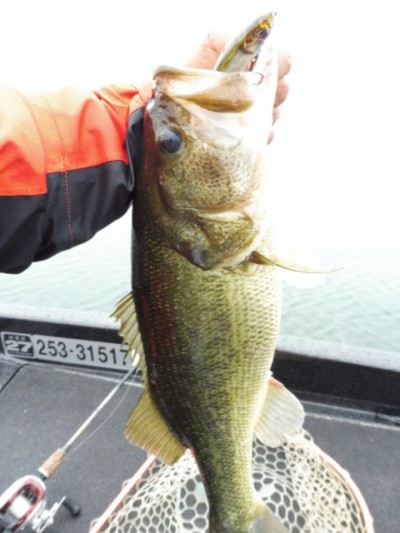 truth smiley_fishing_report ブログ写真 2015/06/09