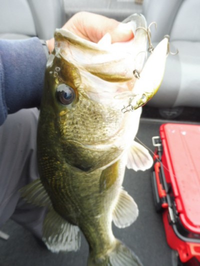 truth smiley_fishing_report ブログ写真 2015/06/09