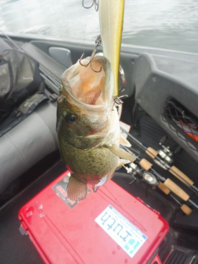 truth smiley_fishing_report ブログ写真 2015/06/09