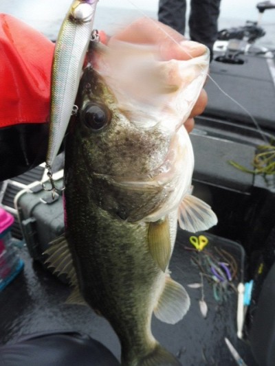 truth smiley_fishing_report ブログ写真 2015/06/11