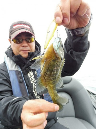 truth smiley_fishing_report ブログ写真 2015/06/11