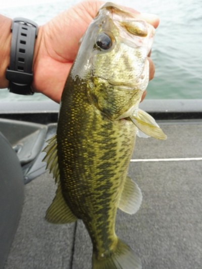 truth smiley_fishing_report ブログ写真 2015/06/13