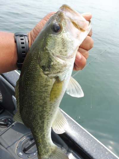 truth smiley_fishing_report ブログ写真 2015/06/15