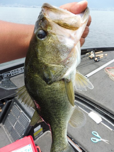 truth smiley_fishing_report ブログ写真 2015/06/17