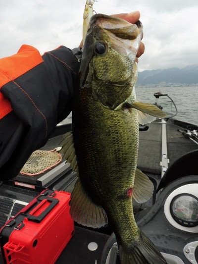 truth smiley_fishing_report ブログ写真 2015/06/18