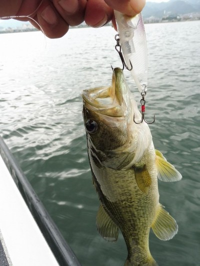 truth smiley_fishing_report ブログ写真 2015/06/18