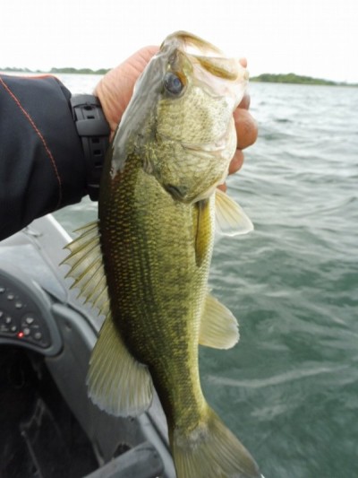 truth smiley_fishing_report ブログ写真 2015/06/18