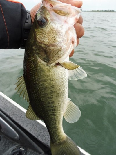 truth smiley_fishing_report ブログ写真 2015/06/18