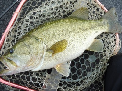 truth smiley_fishing_report ブログ写真 2015/06/18