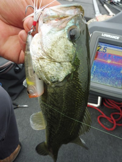 truth smiley_fishing_report ブログ写真 2015/06/22