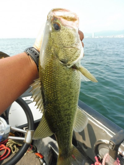 truth smiley_fishing_report ブログ写真 2015/06/25