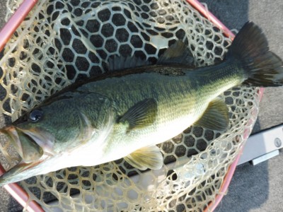 truth smiley_fishing_report ブログ写真 2015/06/25