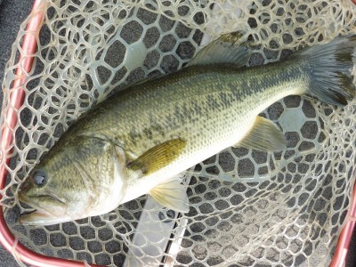 truth smiley_fishing_report ブログ写真 2015/06/25