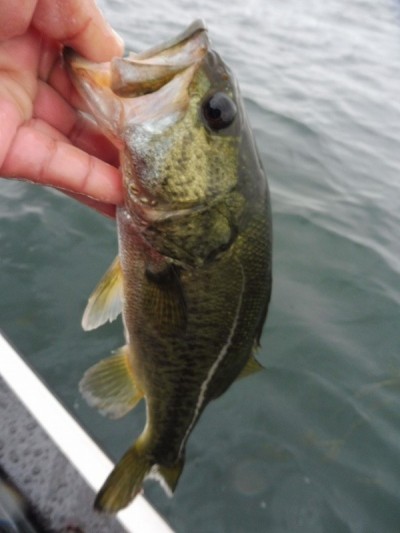 truth smiley_fishing_report ブログ写真 2015/06/26