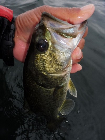 truth smiley_fishing_report ブログ写真 2015/06/26