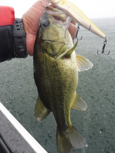 truth smiley_fishing_report ブログ写真 2015/07/01