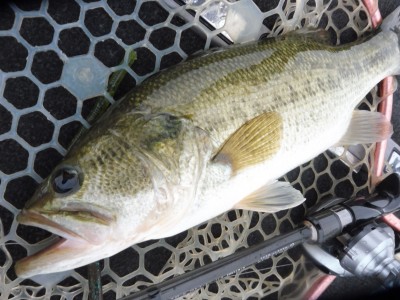 truth smiley_fishing_report ブログ写真 2015/07/01