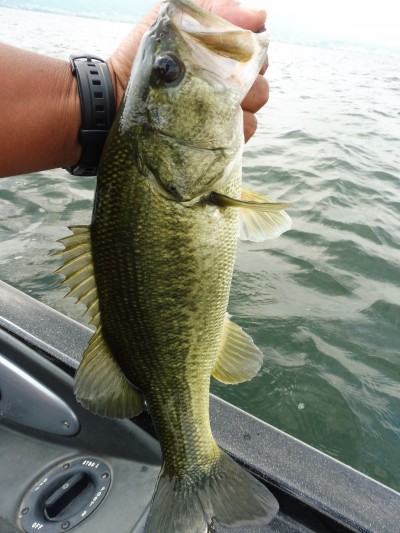 truth smiley_fishing_report ブログ写真 2015/07/02