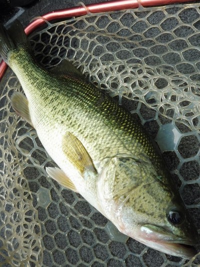 truth smiley_fishing_report ブログ写真 2015/07/04