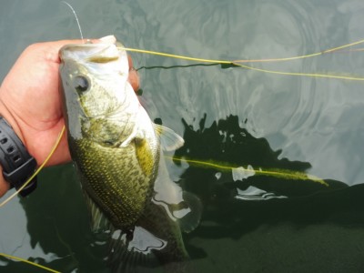 truth smiley_fishing_report ブログ写真 2015/07/05