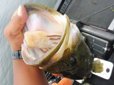 truth smiley_fishing_report ブログ写真 2015/07/05