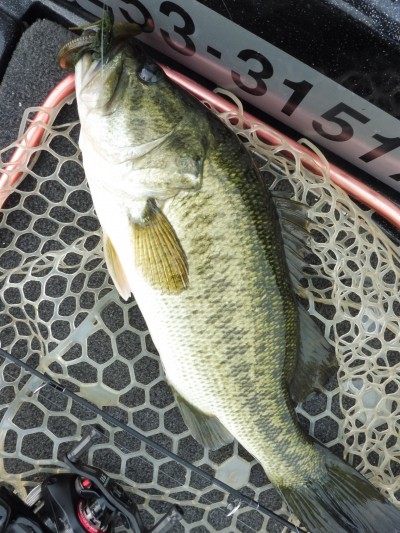 truth smiley_fishing_report ブログ写真 2015/07/05