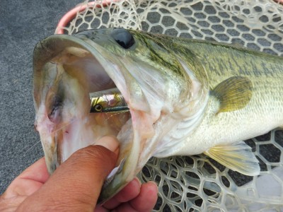 truth smiley_fishing_report ブログ写真 2015/07/06