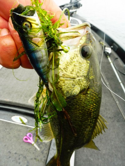 truth smiley_fishing_report ブログ写真 2015/07/06