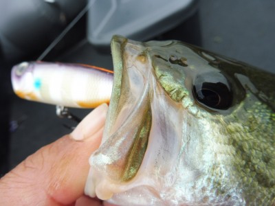 truth smiley_fishing_report ブログ写真 2015/07/06