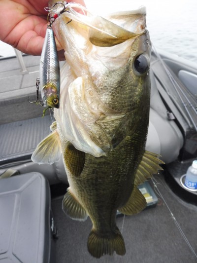 truth smiley_fishing_report ブログ写真 2015/07/06