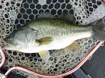 truth smiley_fishing_report ブログ写真 2015/07/06