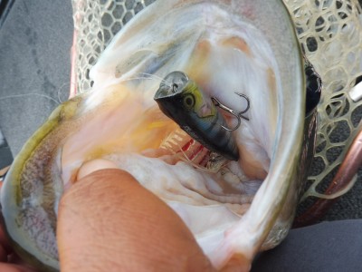 truth smiley_fishing_report ブログ写真 2015/07/06