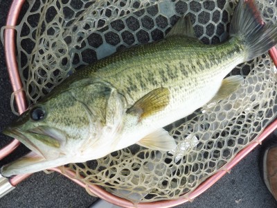 truth smiley_fishing_report ブログ写真 2015/07/09