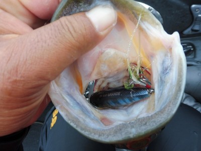 truth smiley_fishing_report ブログ写真 2015/07/18