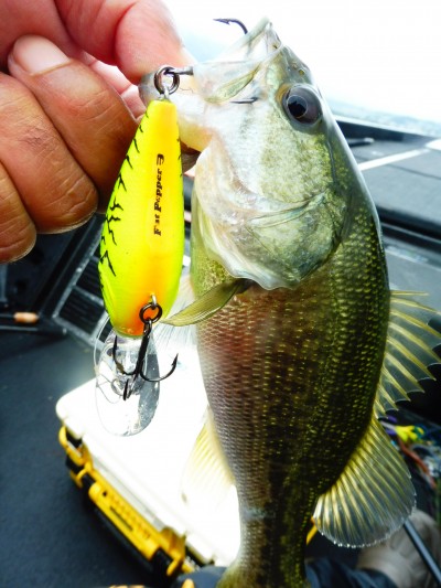 truth smiley_fishing_report ブログ写真 2015/07/23