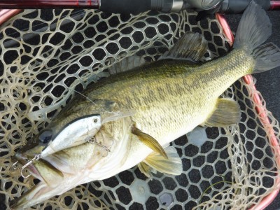 truth smiley_fishing_report ブログ写真 2015/07/23