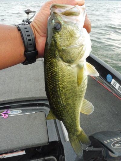 truth smiley_fishing_report ブログ写真 2015/07/24