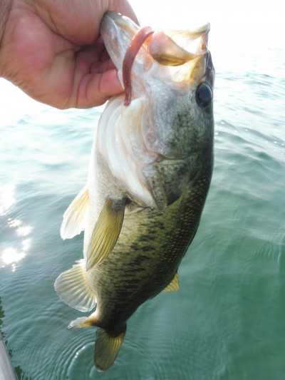 truth smiley_fishing_report ブログ写真 2015/08/01