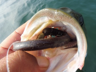 truth smiley_fishing_report ブログ写真 2015/08/01