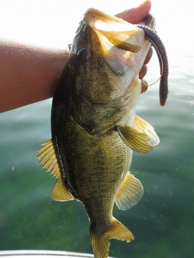 truth smiley_fishing_report ブログ写真 2015/08/07