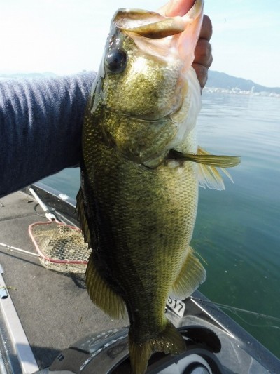 truth smiley_fishing_report ブログ写真 2015/08/10