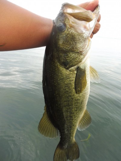 truth smiley_fishing_report ブログ写真 2015/08/13